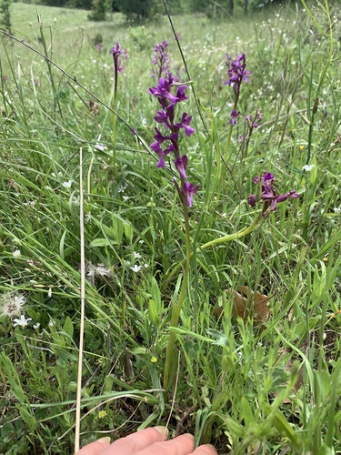 green-winged orchid
