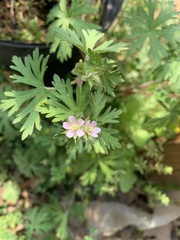 Geranium bicknellii