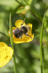Bombus pyrenaeus