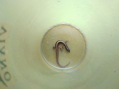 Lipinia quadrivittata