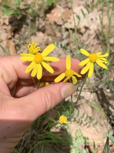 Eastern Groundsel