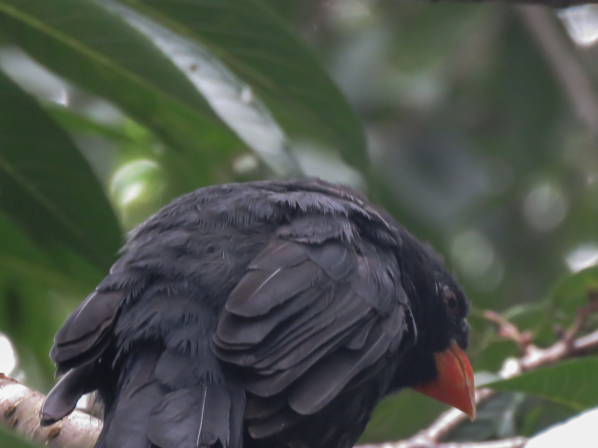 Black-throated Grosbeak (Saltator fuliginosus), photo 3