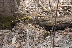 Aurantioporthe corni