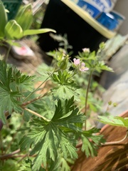 Geranium bicknellii