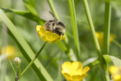 Bombus pyrenaeus
