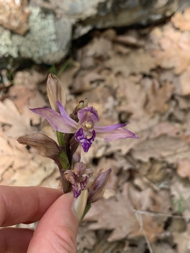Violet Bird's-nest