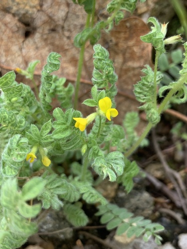 Yellow Serradella