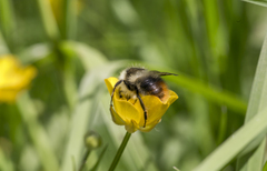 Bombus pyrenaeus