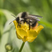 Pyrenees Bumble Bee - Photo (c) NiC, some rights reserved (CC BY-NC), uploaded by NiC