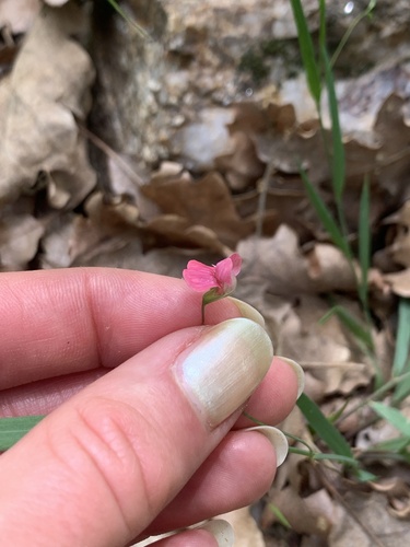 Grass Vetchling