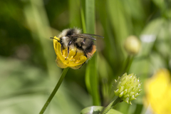 Bombus pyrenaeus