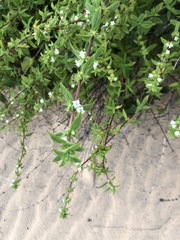 Hexasepalum gardneri