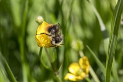 Bombus pyrenaeus