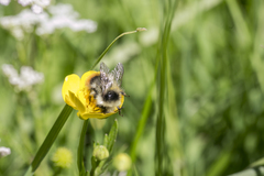Bombus pyrenaeus