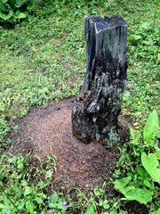 Fragaria nilgerrensis