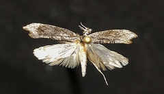 Ypsolopha senex