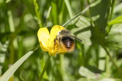 Bombus pyrenaeus