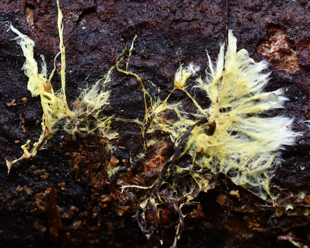 yellow cobweb · May 2026 · photo: Photo: (c) Roger Rittmaster, some rights reserved (CC BY) · iNaturalist