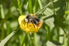 Bombus pyrenaeus