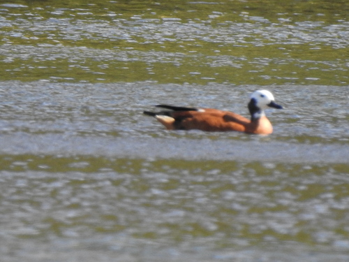 iNaturalist: (c) katewebster, some rights reserved (CC BY-NC) iNaturalist image