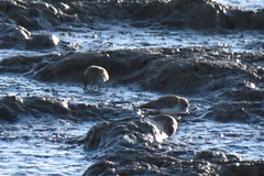 Calidris alpina