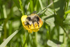 Bombus pyrenaeus