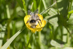 Bombus pyrenaeus