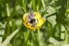 Bombus pyrenaeus