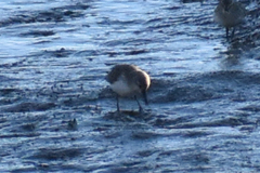 Calidris alpina