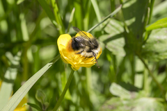 Bombus pyrenaeus