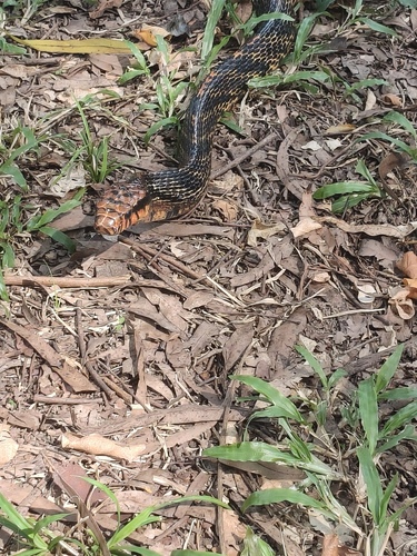 Amazon Puffing Snake