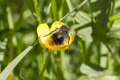 Bombus pyrenaeus