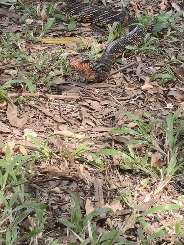 Amazon Puffing Snake