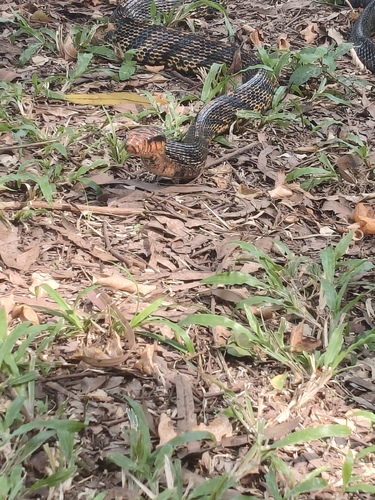 Amazon Puffing Snake
