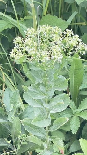Heart-podded Hoary Cress