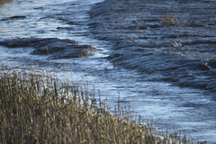 Calidris alpina