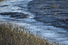 Calidris alpina