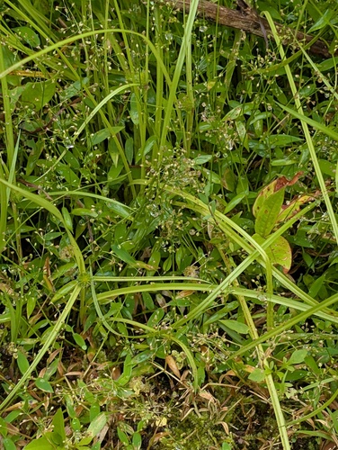Isachne myosotis observed 2026-05-04