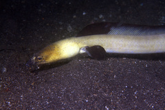 Ophichthus altipennis