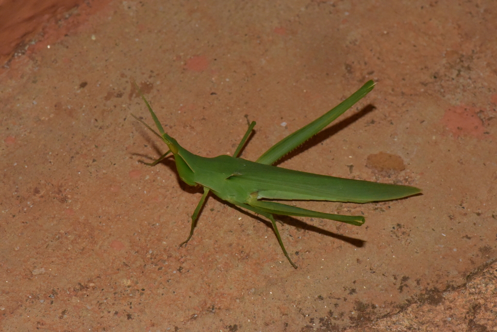 Acrida subtilis