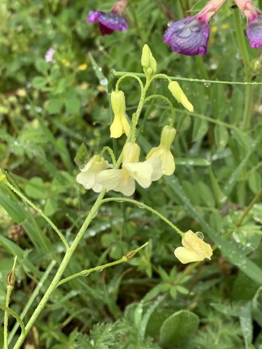 Bunias erucago, photograph 3