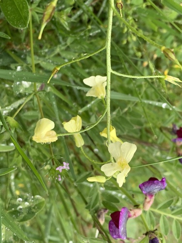 Bunias erucago, photograph 4
