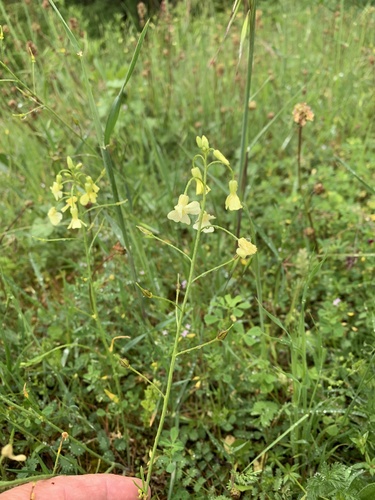 Bunias erucago, photograph 5