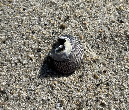 Tegula gallina
