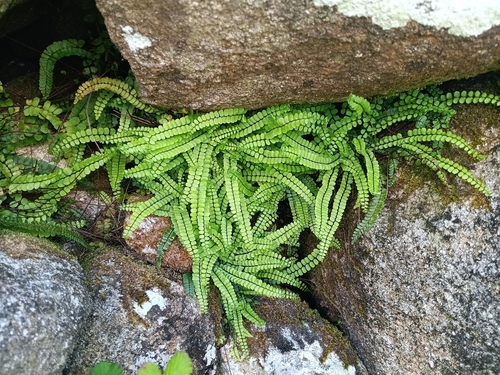 maidenhair spleenwort