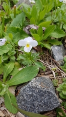 Viola bicolor