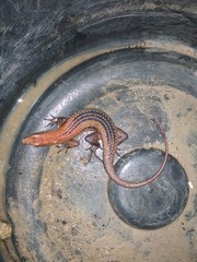 Eutropis macrophthalma
