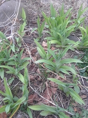 Hemerocallis fulva