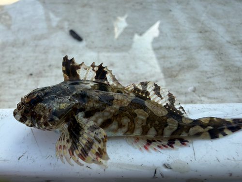Scorpaenichthys marmoratus
