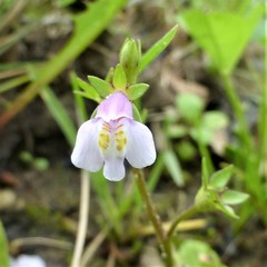 Mazus pumilus
